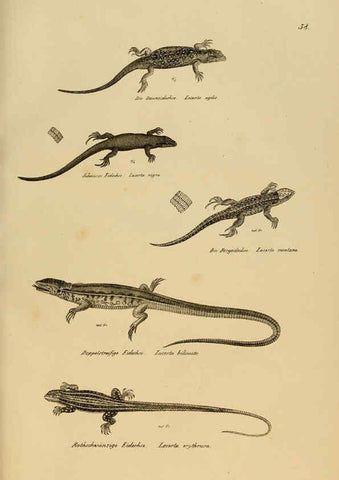 Reproducción/Reproduction 6059225193: Naturgeschichte und Abbildungen der Reptilien Schaffhausen :Aus Brodtmann's lithographischer Kunstanstalt,1833