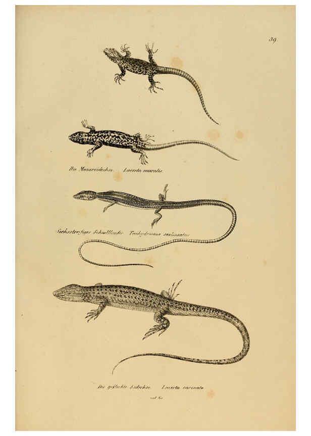 Reproducción/Reproduction 6059225361: Naturgeschichte und Abbildungen der Reptilien Schaffhausen :Aus Brodtmann's lithographischer Kunstanstalt,1833