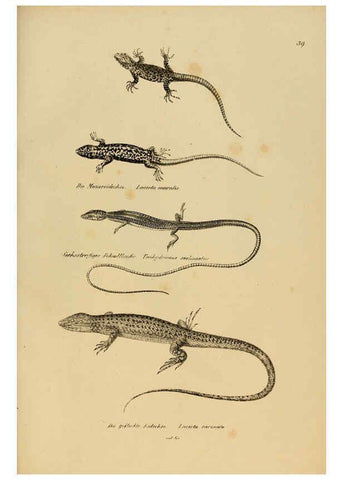 Reproducción/Reproduction 6059225361: Naturgeschichte und Abbildungen der Reptilien Schaffhausen :Aus Brodtmann's lithographischer Kunstanstalt,1833