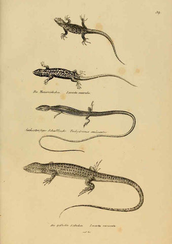 Reproducción/Reproduction 6059225361: Naturgeschichte und Abbildungen der Reptilien Schaffhausen :Aus Brodtmann's lithographischer Kunstanstalt,1833