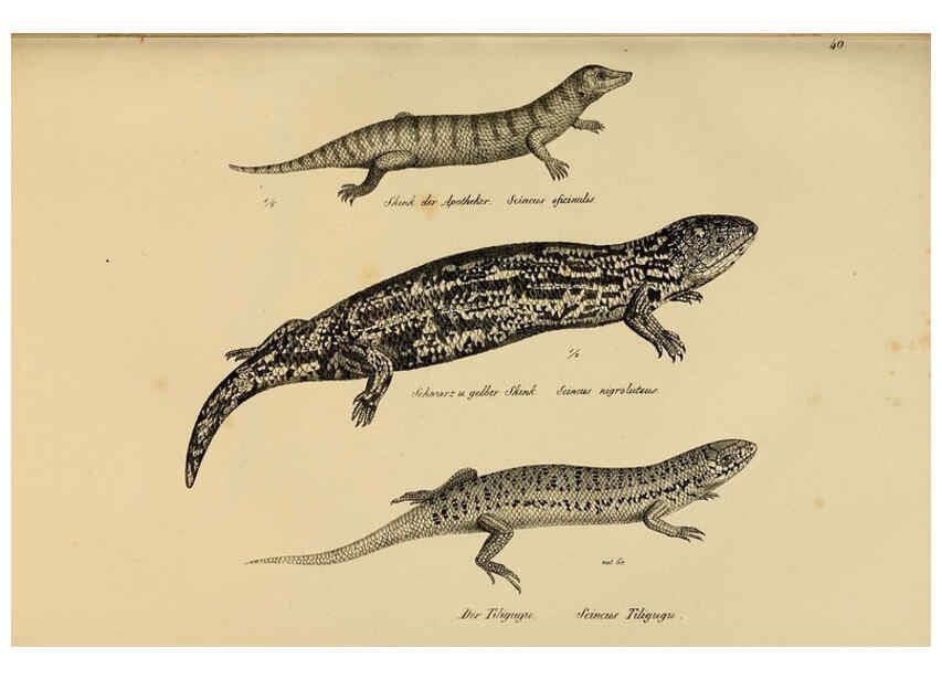 Reproducción/Reproduction 6059225619: Naturgeschichte und Abbildungen der Reptilien Schaffhausen :Aus Brodtmann's lithographischer Kunstanstalt,1833