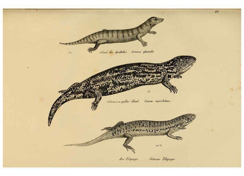 Reproducción/Reproduction 6059225619: Naturgeschichte und Abbildungen der Reptilien Schaffhausen :Aus Brodtmann's lithographischer Kunstanstalt,1833