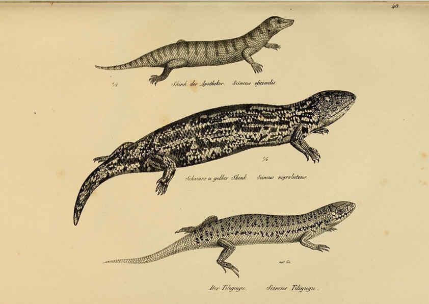 Reproducción/Reproduction 6059225619: Naturgeschichte und Abbildungen der Reptilien Schaffhausen :Aus Brodtmann's lithographischer Kunstanstalt,1833