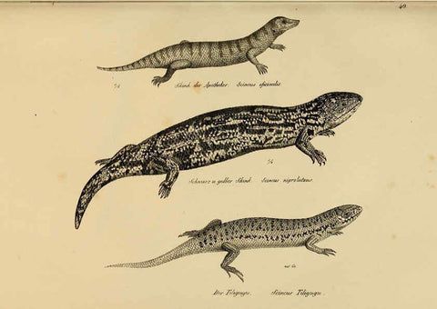 Reproducción/Reproduction 6059225619: Naturgeschichte und Abbildungen der Reptilien Schaffhausen :Aus Brodtmann's lithographischer Kunstanstalt,1833