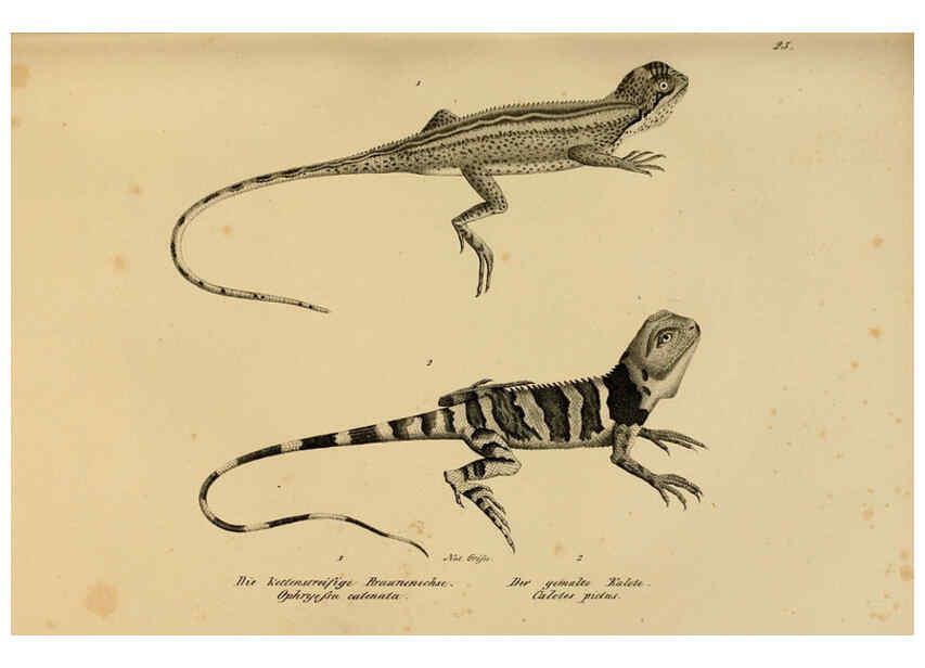 Reproducción/Reproduction 6059768992: Naturgeschichte und Abbildungen der Reptilien Schaffhausen :Aus Brodtmann's lithographischer Kunstanstalt,1833