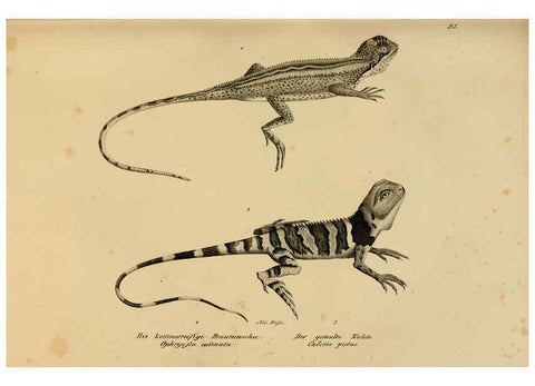 Reproducción/Reproduction 6059768992: Naturgeschichte und Abbildungen der Reptilien Schaffhausen :Aus Brodtmann's lithographischer Kunstanstalt,1833