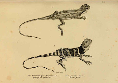 Reproducción/Reproduction 6059768992: Naturgeschichte und Abbildungen der Reptilien Schaffhausen :Aus Brodtmann's lithographischer Kunstanstalt,1833
