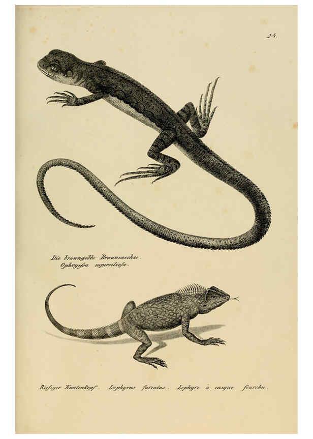 Reproducción/Reproduction 6059768506: Naturgeschichte und Abbildungen der Reptilien Schaffhausen :Aus Brodtmann's lithographischer Kunstanstalt,1833