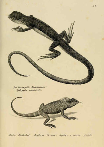 Reproducción/Reproduction 6059768506: Naturgeschichte und Abbildungen der Reptilien Schaffhausen :Aus Brodtmann's lithographischer Kunstanstalt,1833
