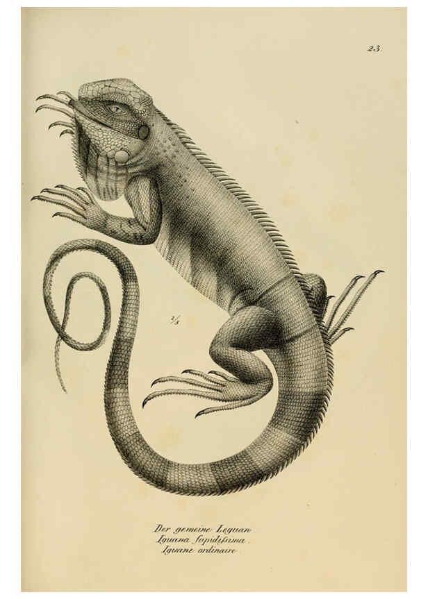 Reproducción/Reproduction 6059221287: Naturgeschichte und Abbildungen der Reptilien Schaffhausen :Aus Brodtmann's lithographischer Kunstanstalt,1833