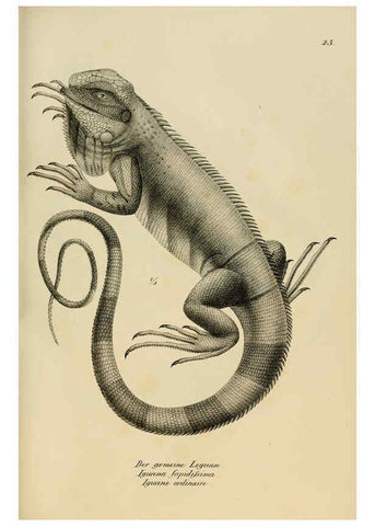 Reproducción/Reproduction 6059221287: Naturgeschichte und Abbildungen der Reptilien Schaffhausen :Aus Brodtmann's lithographischer Kunstanstalt,1833