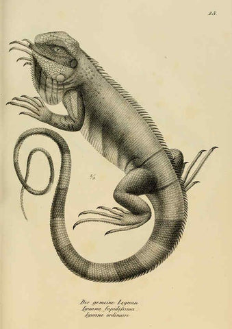 Reproducción/Reproduction 6059221287: Naturgeschichte und Abbildungen der Reptilien Schaffhausen :Aus Brodtmann's lithographischer Kunstanstalt,1833