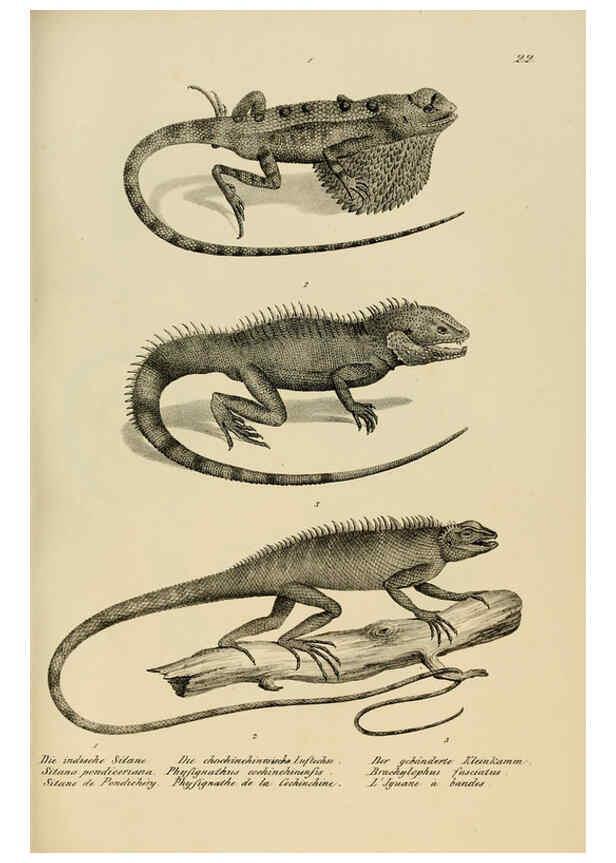 Reproducción/Reproduction 6059221039: Naturgeschichte und Abbildungen der Reptilien Schaffhausen :Aus Brodtmann's lithographischer Kunstanstalt,1833