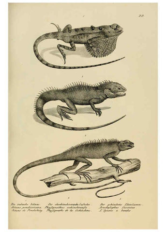 Reproducción/Reproduction 6059221039: Naturgeschichte und Abbildungen der Reptilien Schaffhausen :Aus Brodtmann's lithographischer Kunstanstalt,1833