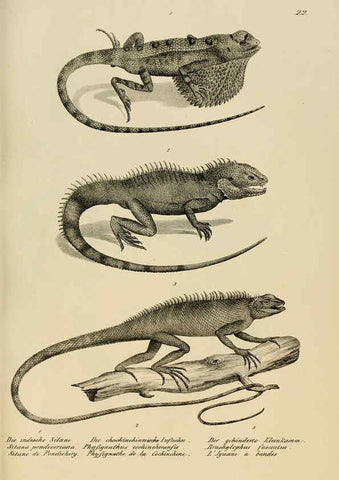 Reproducción/Reproduction 6059221039: Naturgeschichte und Abbildungen der Reptilien Schaffhausen :Aus Brodtmann's lithographischer Kunstanstalt,1833