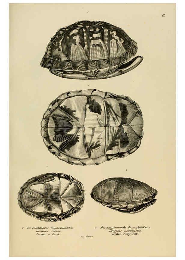 Reproducción/Reproduction 6059217181: Naturgeschichte und Abbildungen der Reptilien Schaffhausen :Aus Brodtmann's lithographischer Kunstanstalt,1833