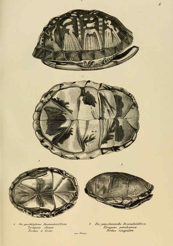 Reproducción/Reproduction 6059217181: Naturgeschichte und Abbildungen der Reptilien Schaffhausen :Aus Brodtmann's lithographischer Kunstanstalt,1833