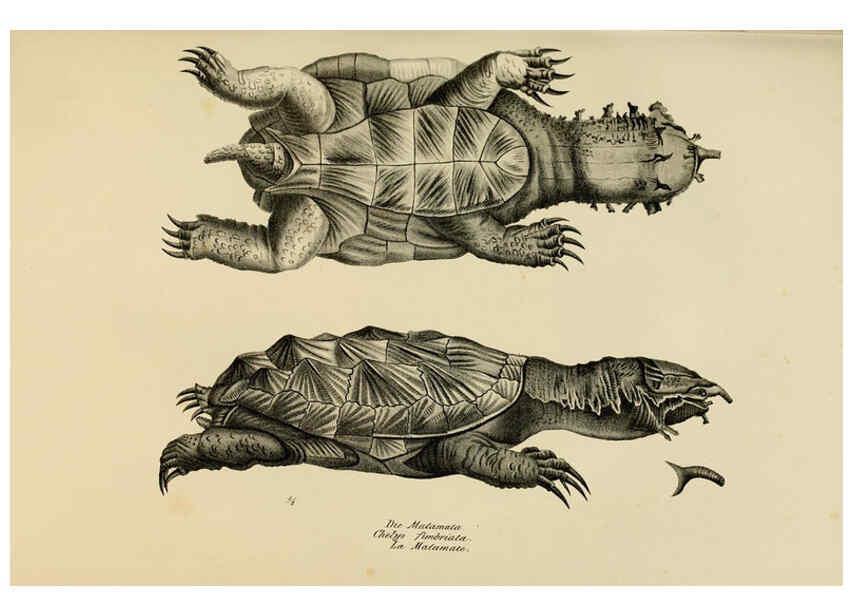 Reproducción/Reproduction 6059217457: Naturgeschichte und Abbildungen der Reptilien Schaffhausen :Aus Brodtmann's lithographischer Kunstanstalt,1833