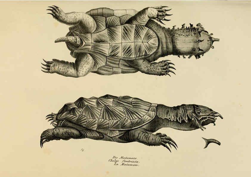 Reproducción/Reproduction 6059217457: Naturgeschichte und Abbildungen der Reptilien Schaffhausen :Aus Brodtmann's lithographischer Kunstanstalt,1833