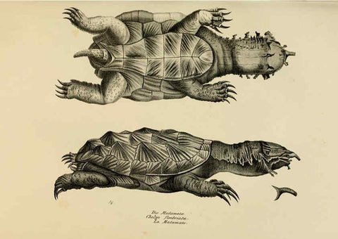 Reproducción/Reproduction 6059217457: Naturgeschichte und Abbildungen der Reptilien Schaffhausen :Aus Brodtmann's lithographischer Kunstanstalt,1833
