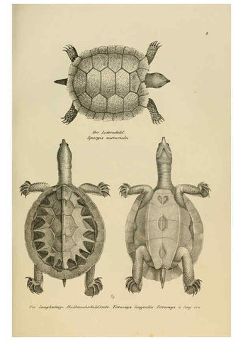 Reproducción/Reproduction 6059217871: Naturgeschichte und Abbildungen der Reptilien Schaffhausen :Aus Brodtmann's lithographischer Kunstanstalt,1833