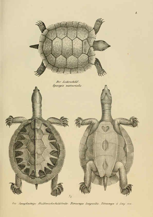Reproducción/Reproduction 6059217871: Naturgeschichte und Abbildungen der Reptilien Schaffhausen :Aus Brodtmann's lithographischer Kunstanstalt,1833