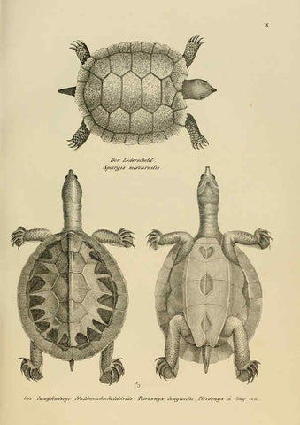 Reproducción/Reproduction 6059217871: Naturgeschichte und Abbildungen der Reptilien Schaffhausen :Aus Brodtmann's lithographischer Kunstanstalt,1833