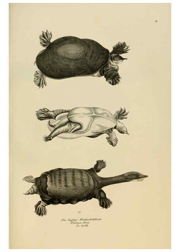Reproducción/Reproduction 6059218059: Naturgeschichte und Abbildungen der Reptilien Schaffhausen :Aus Brodtmann's lithographischer Kunstanstalt,1833