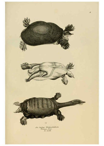Reproducción/Reproduction 6059218059: Naturgeschichte und Abbildungen der Reptilien Schaffhausen :Aus Brodtmann's lithographischer Kunstanstalt,1833