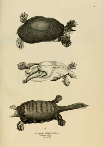 Reproducción/Reproduction 6059218059: Naturgeschichte und Abbildungen der Reptilien Schaffhausen :Aus Brodtmann's lithographischer Kunstanstalt,1833
