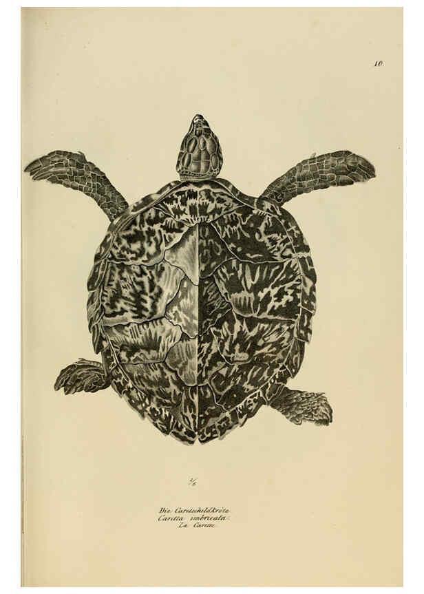 Reproducción/Reproduction 6059765554: Naturgeschichte und Abbildungen der Reptilien Schaffhausen :Aus Brodtmann's lithographischer Kunstanstalt,1833