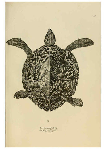 Reproducción/Reproduction 6059765554: Naturgeschichte und Abbildungen der Reptilien Schaffhausen :Aus Brodtmann's lithographischer Kunstanstalt,1833