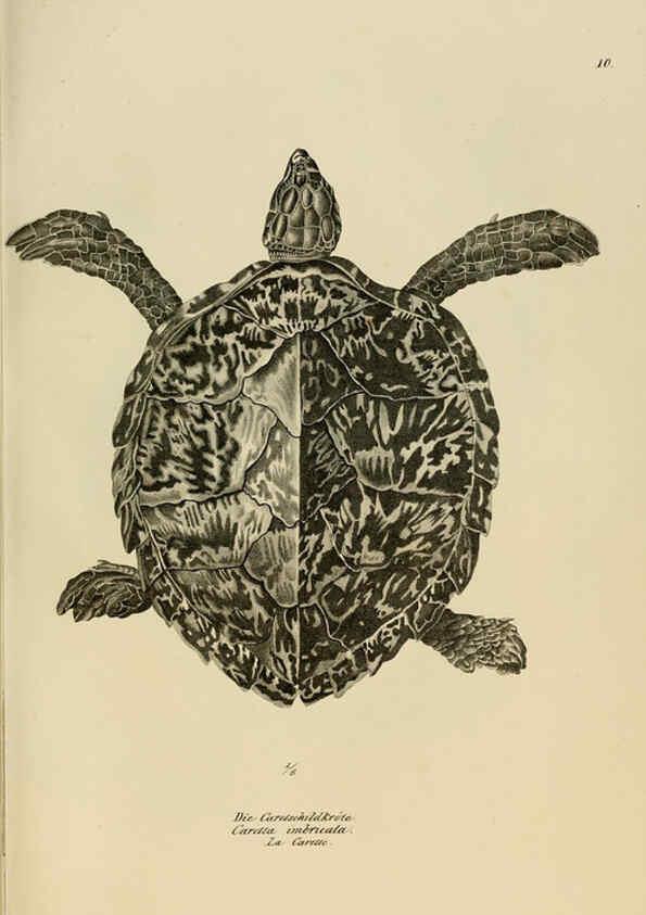 Reproducción/Reproduction 6059765554: Naturgeschichte und Abbildungen der Reptilien Schaffhausen :Aus Brodtmann's lithographischer Kunstanstalt,1833