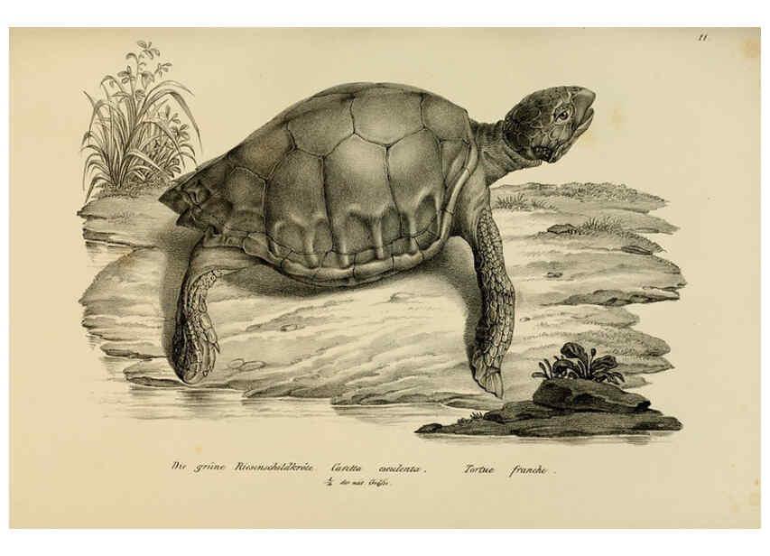 Reproducción/Reproduction 6059218519: Naturgeschichte und Abbildungen der Reptilien Schaffhausen :Aus Brodtmann's lithographischer Kunstanstalt,1833