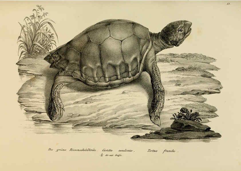 Reproducción/Reproduction 6059218519: Naturgeschichte und Abbildungen der Reptilien Schaffhausen :Aus Brodtmann's lithographischer Kunstanstalt,1833