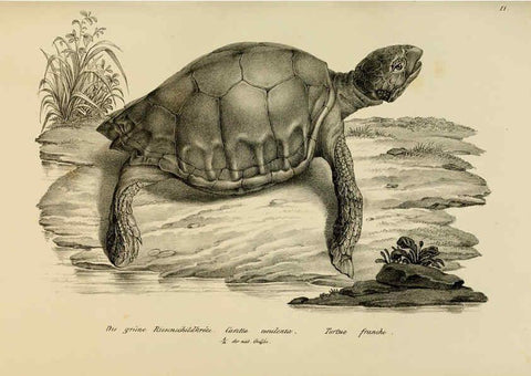 Reproducción/Reproduction 6059218519: Naturgeschichte und Abbildungen der Reptilien Schaffhausen :Aus Brodtmann's lithographischer Kunstanstalt,1833