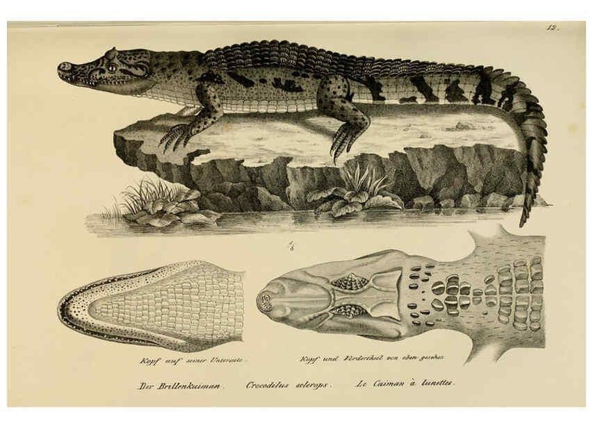 Reproducción/Reproduction 6059218797: Naturgeschichte und Abbildungen der Reptilien Schaffhausen :Aus Brodtmann's lithographischer Kunstanstalt,1833