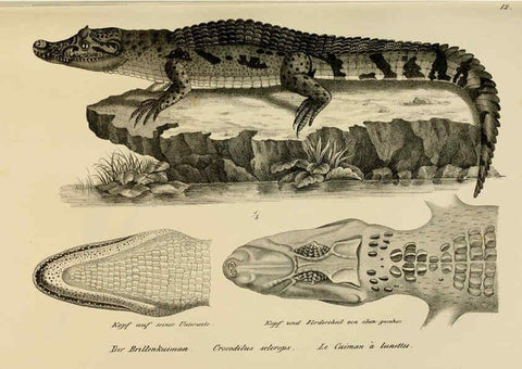 Reproducción/Reproduction 6059218797: Naturgeschichte und Abbildungen der Reptilien Schaffhausen :Aus Brodtmann's lithographischer Kunstanstalt,1833