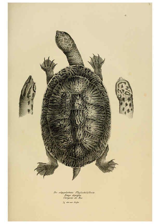 Reproducción/Reproduction 6059216673: Naturgeschichte und Abbildungen der Reptilien Schaffhausen :Aus Brodtmann's lithographischer Kunstanstalt,1833
