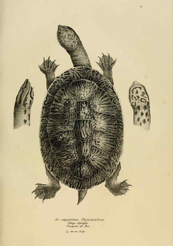 Reproducción/Reproduction 6059216673: Naturgeschichte und Abbildungen der Reptilien Schaffhausen :Aus Brodtmann's lithographischer Kunstanstalt,1833