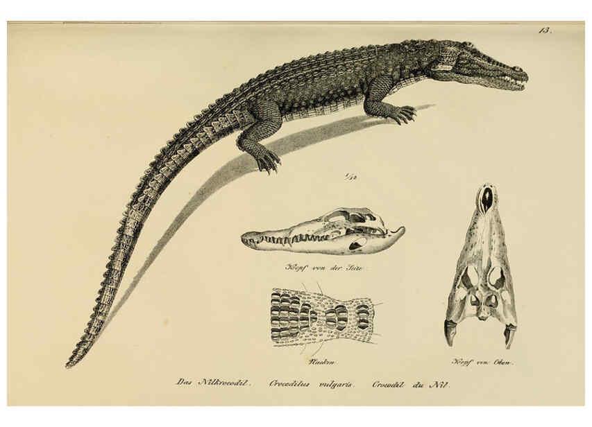 Reproducción/Reproduction 6059219069: Naturgeschichte und Abbildungen der Reptilien Schaffhausen :Aus Brodtmann's lithographischer Kunstanstalt,1833