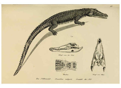 Reproducción/Reproduction 6059219069: Naturgeschichte und Abbildungen der Reptilien Schaffhausen :Aus Brodtmann's lithographischer Kunstanstalt,1833