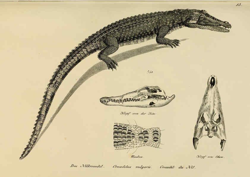 Reproducción/Reproduction 6059219069: Naturgeschichte und Abbildungen der Reptilien Schaffhausen :Aus Brodtmann's lithographischer Kunstanstalt,1833
