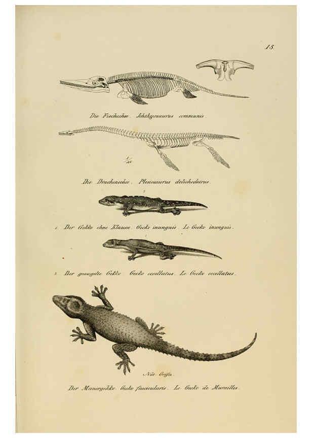 Reproducción/Reproduction 6059766658: Naturgeschichte und Abbildungen der Reptilien Schaffhausen :Aus Brodtmann's lithographischer Kunstanstalt,1833