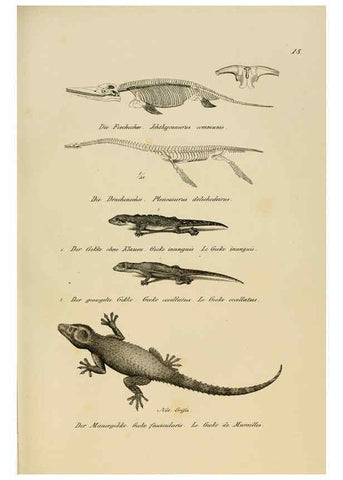 Reproducción/Reproduction 6059766658: Naturgeschichte und Abbildungen der Reptilien Schaffhausen :Aus Brodtmann's lithographischer Kunstanstalt,1833