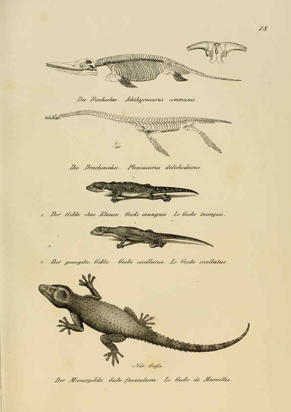 Reproducción/Reproduction 6059766658: Naturgeschichte und Abbildungen der Reptilien Schaffhausen :Aus Brodtmann's lithographischer Kunstanstalt,1833