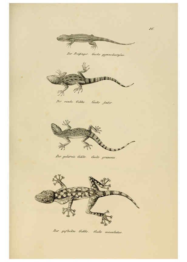 Reproducción/Reproduction 6059219601: Naturgeschichte und Abbildungen der Reptilien Schaffhausen :Aus Brodtmann's lithographischer Kunstanstalt,1833