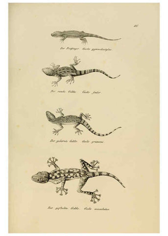 Reproducción/Reproduction 6059219601: Naturgeschichte und Abbildungen der Reptilien Schaffhausen :Aus Brodtmann's lithographischer Kunstanstalt,1833