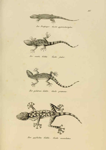 Reproducción/Reproduction 6059219601: Naturgeschichte und Abbildungen der Reptilien Schaffhausen :Aus Brodtmann's lithographischer Kunstanstalt,1833