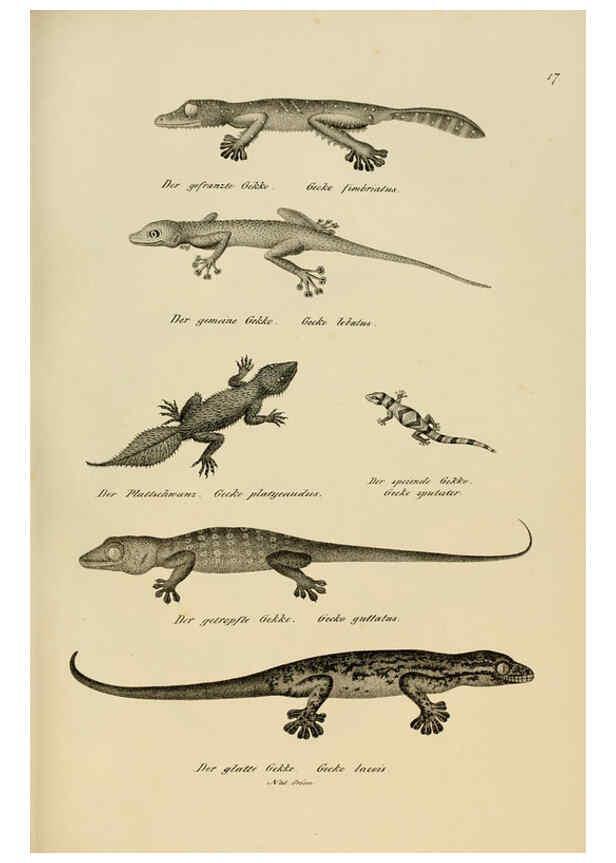 Reproducción/Reproduction 6059767008: Naturgeschichte und Abbildungen der Reptilien Schaffhausen :Aus Brodtmann's lithographischer Kunstanstalt,1833